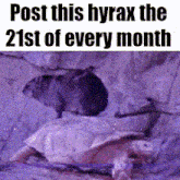 a picture of a turtle and a hamster with the caption post this hyrax the 21st of every month .