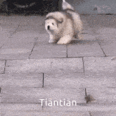 a husky puppy is walking down a sidewalk with the word tiantian written on the bottom