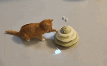 a cat is playing with a toy that looks like a snail
