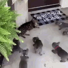 Gatos Cachorros GIF - Gatos Cachorros GIFs