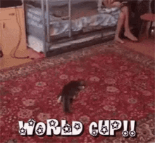 World Cup Soccer Cat GIF - World Cup Soccer Cat Kick GIFs