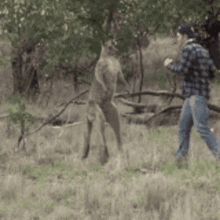 kangaroo man punching