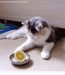 Cat Lemon GIF
