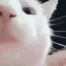 Gato Bailando GIF - Gato Bailando Crazy GIFs