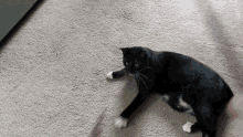 Cat Tuxedo GIF - Cat Tuxedo Tuxedo Cat GIFs