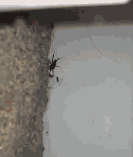 Spider And The Idiot Stop It Retard GIF - Spider And The Idiot Stop It  Retard Spider - Discover & Share GIFs