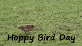 Hoppy Bird Day Hoppy Bird GIF - Hoppy Bird Day Hoppy Bird Hopping Bird GIFs