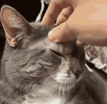a person petting a cat 's head with their finger