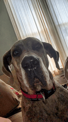 a dog wearing a red collar is sitting in front of a window