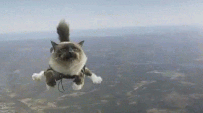Flying Cat Scary GIF - Flying Cat Scary Adventure GIFs