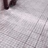 a cat is eating from a green bowl on a tiled sidewalk .
