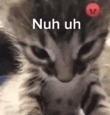 a close up of a cat with the words nuh uh on it 's face .