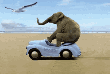elephant riding car driving bird