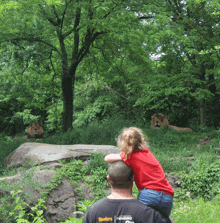 a little girl is sitting on a man 's shoulders looking at lions