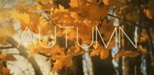 Autumn Mid Autumn GIF - Autumn Mid Autumn Happy Fall GIFs