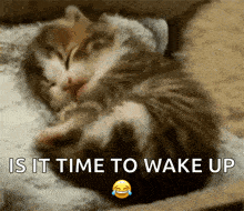Cat Waking Up GIF - Cat Waking Up Yawn GIFs