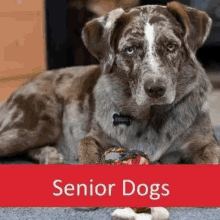 Senior Pet Senior Pets GIF - Senior Pet Senior Pets GIFs