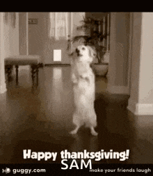 Happy Thanksgiving Dog GIF - Happy Thanksgiving Dog Excited GIFs