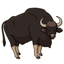 gaur bison