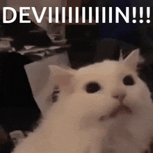 a white cat is sitting in front of a sign that says deviiiiiin !!