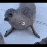 a seal is standing on its hind legs on a boat and looking at the camera .