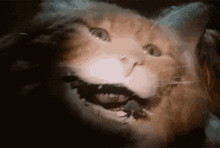 Catfurball Cat GIF