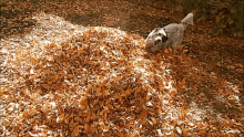 Autumn Leaves GIF - Autumn Leaves Dogs GIFs
