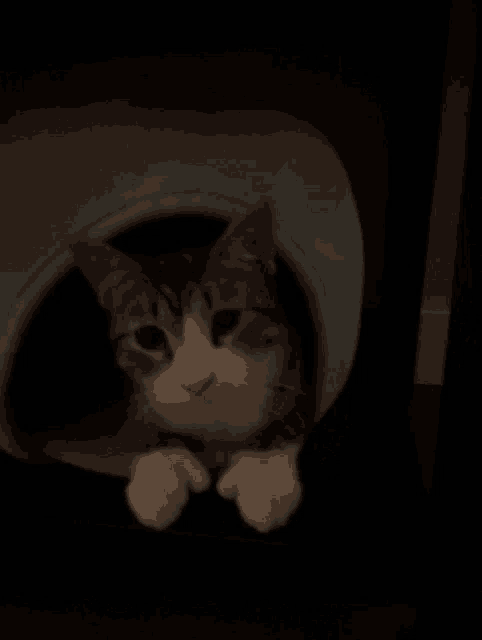 a cat is sticking its head out of a cat bed in a dark room