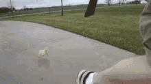 Chased By A Chick GIF