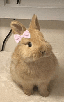 a small brown rabbit wearing a pink bow on its head