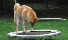 Dog Doge GIF - Dog Doge Trampoline GIFs