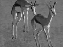 Black And White Deer GIF