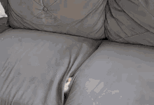 Cat Couch GIF - Cat Couch Hiding GIFs