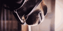 Horse Horse Breath GIF - Horse Horse Breath Snorting GIFs