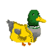 coin coin coin canard couac duck