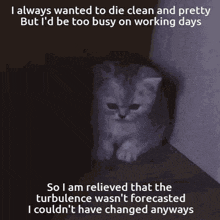 Mitski Sad Cat GIF - Mitski Sad Cat Dark GIFs