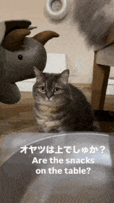 a cat sitting in front of a stuffed animal with the words are the snacks on the table below it