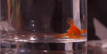 Fish Fish In A Glass GIF