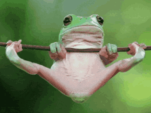 綠蛙 GIF - 綠蛙 GIFs