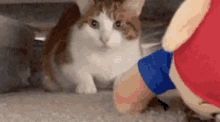 Cat What GIF