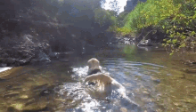Searching Swimming GIF - Searching Swimming Where Is It GIFs