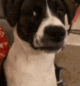 a close up of a black and white dog sitting on a couch .
