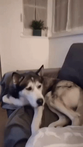 Chilling Funny GIF - Chilling Funny Doggy - Discover & Share GIFs