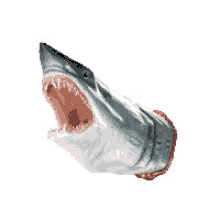 mouth shark