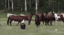 Amy 809 GIF - Amy Heartland Horses GIFs