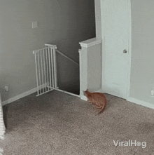 jumping cat viralhog shocking playing