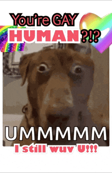 a picture of a dog with the words " you 're gay human "