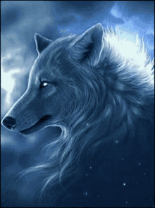 wolf white wolf fierce