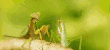 leave bugs push praying mantis rude