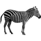 Zebra Black And White GIF